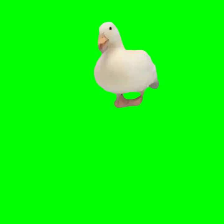 green screen duck dance