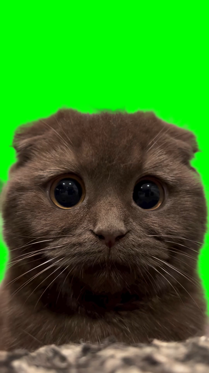 Cat Sad Eyes meme (Green Screen) – CreatorSet