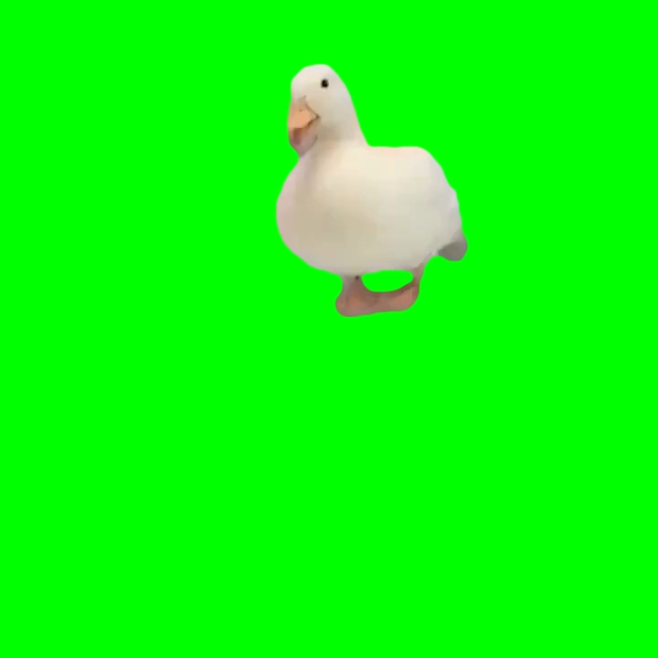 Duck Laughing (Green Screen)