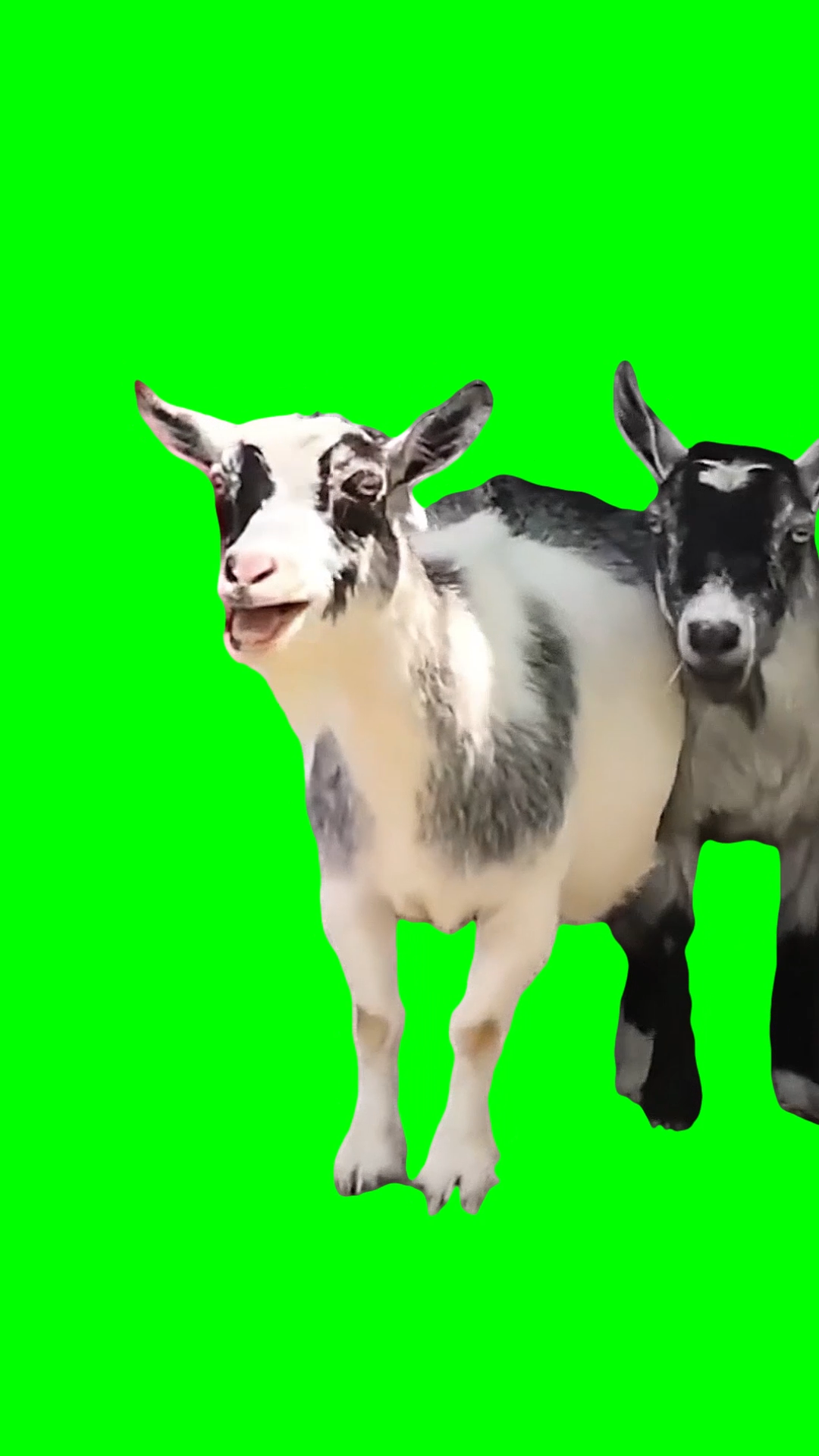 2 Goats Laughing meme (Green Screen)