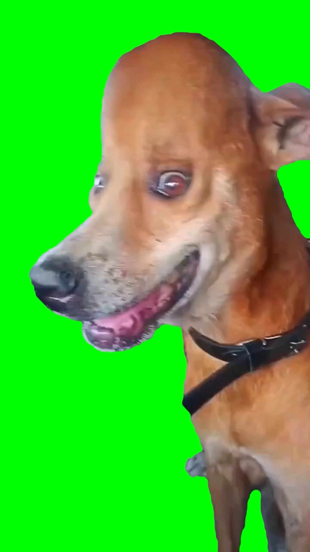 Smiling Big Head Dog  (Green Screen)