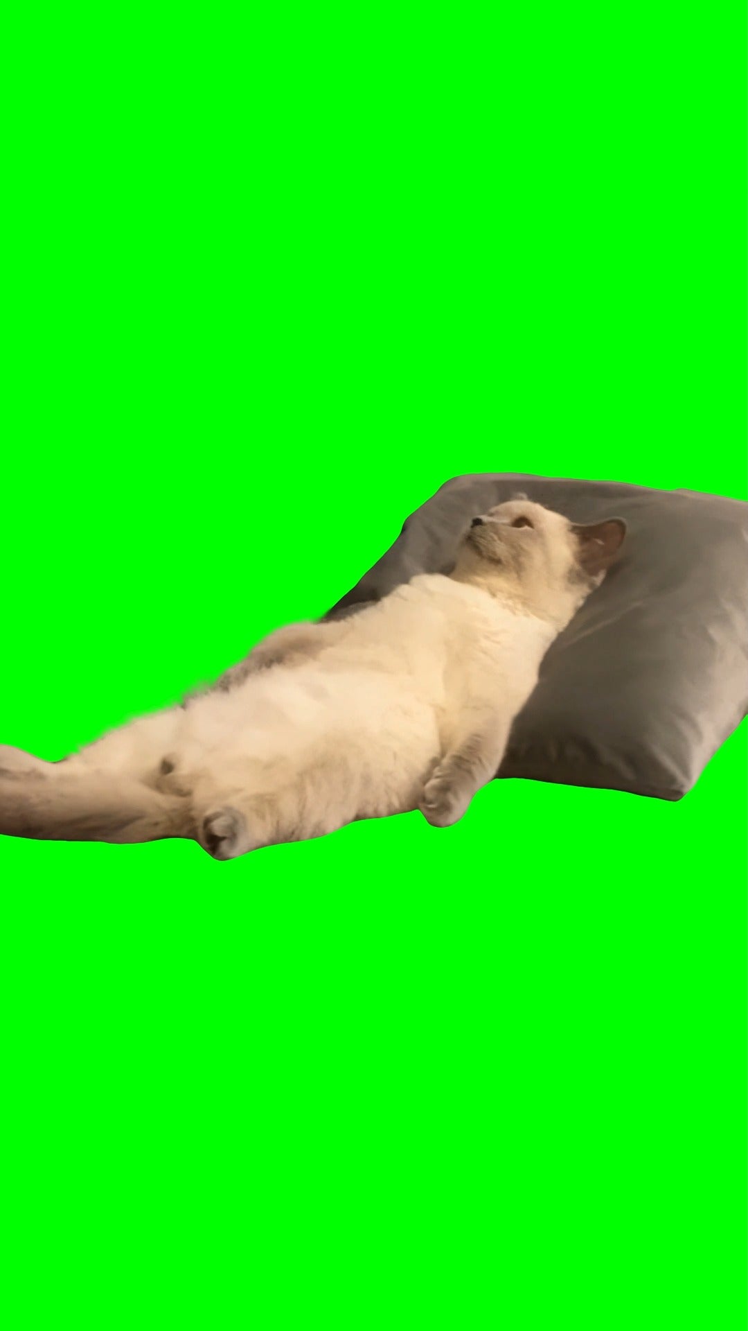 Cat Lying Down and Thinking meme (Green Screen)