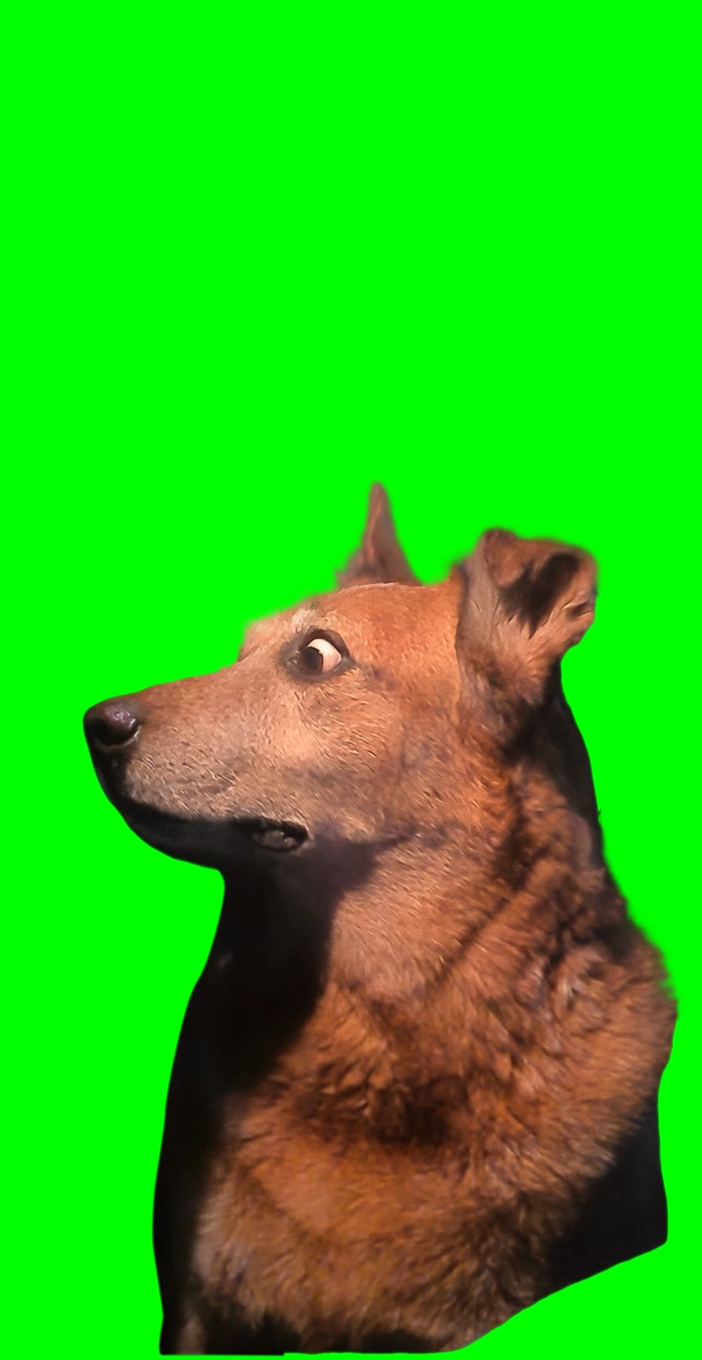 Dog being Scared and Side Eyeing meme (Green Screen)