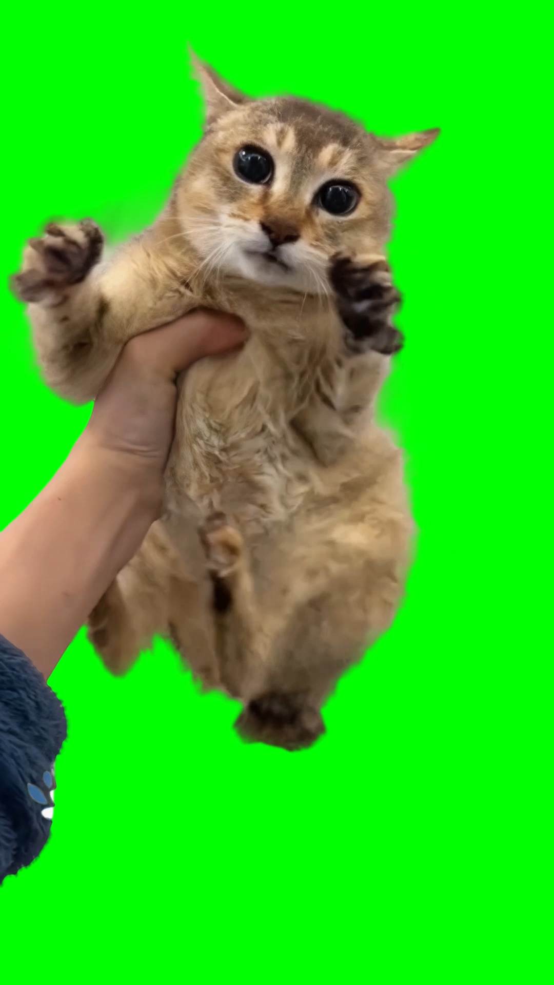 Running Cat meme - Tole Tole Cat meme (Green Screen)