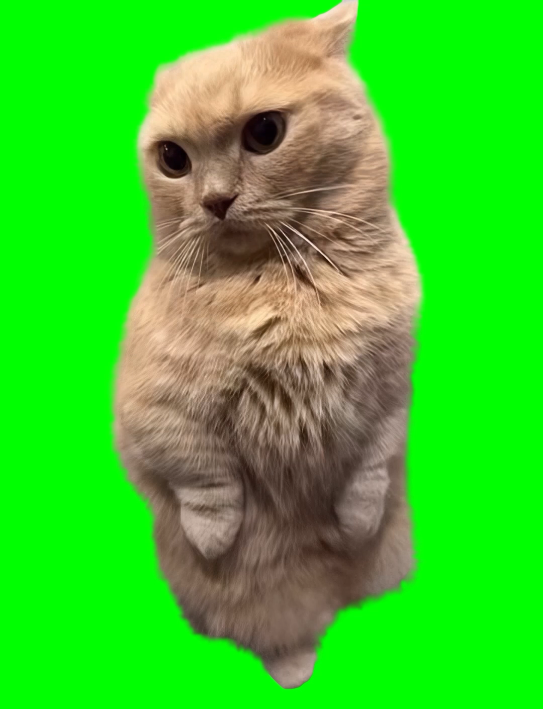 Cat getting poked and annoyed (Green Screen)