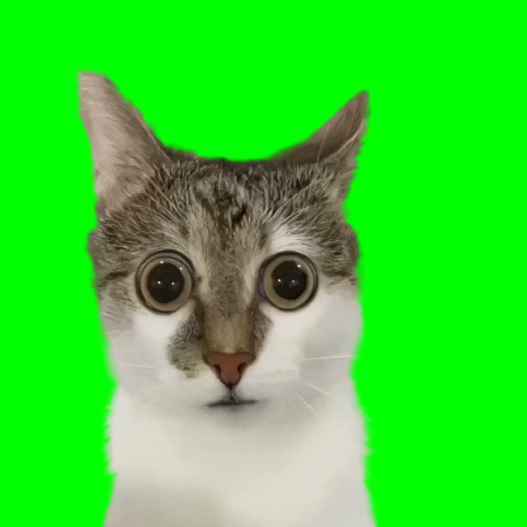 Cat staring with big eyes meme (Green Screen)
