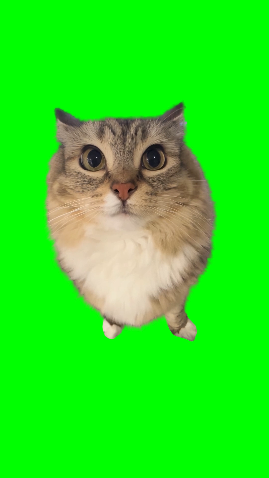 Cat Making Car Engine Sound meme (Green Screen)
