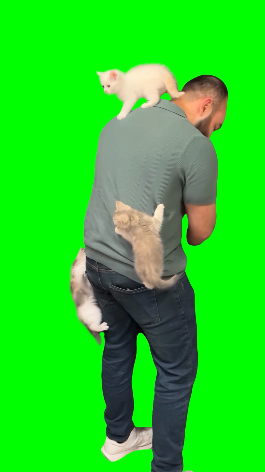 Cats latching onto a guy (Green Screen)