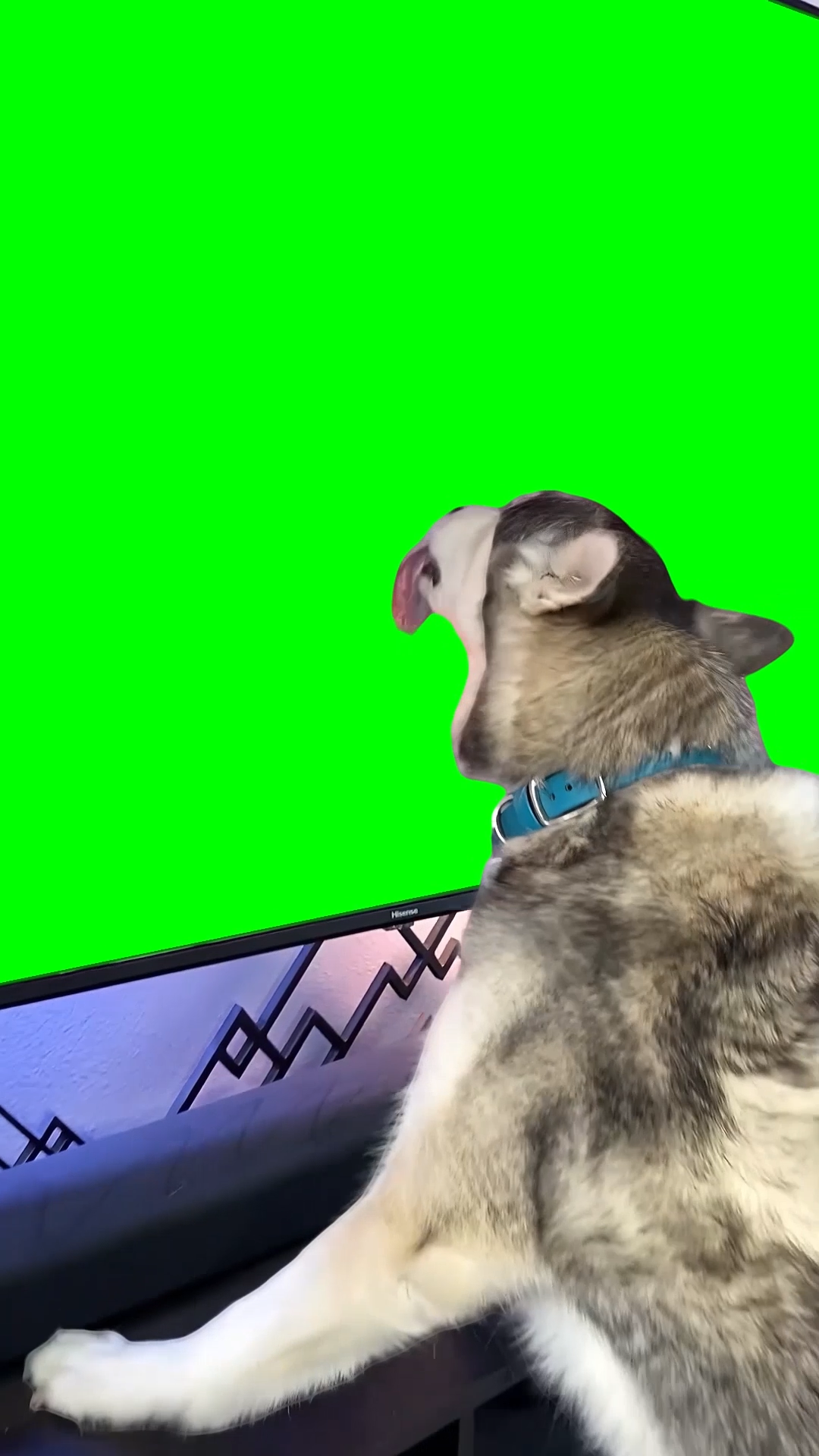 Husky Dog Licking TV Screen meme (Green Screen) – CreatorSet