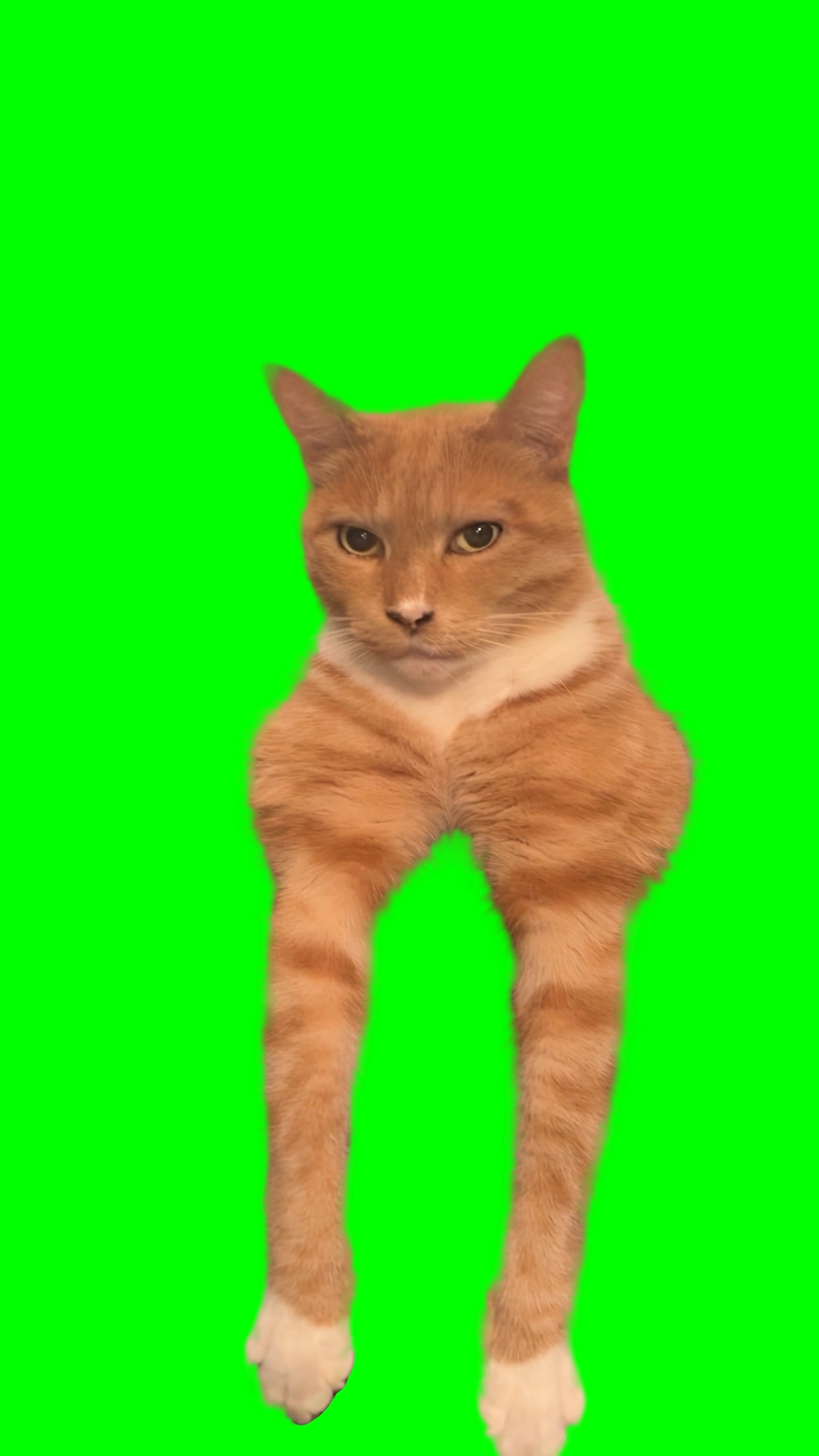 Orange Cat Mewing - Orange Cat Looksmaxxing meme (Green Screen)