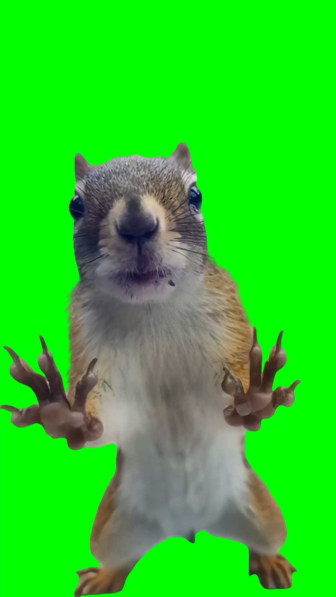 Squirrel roaring (Green Screen)