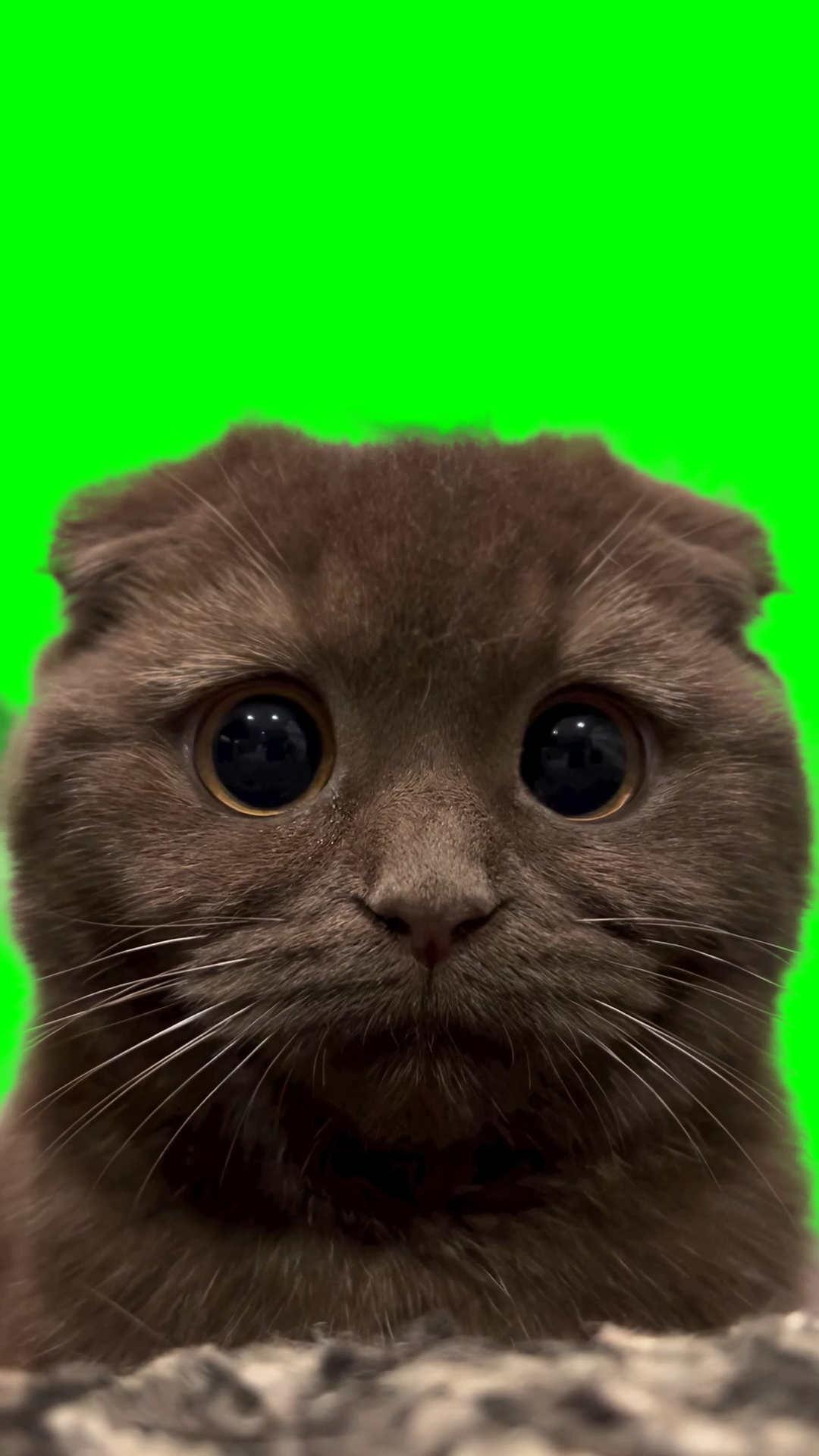 Cat Sad Eyes meme (Green Screen)