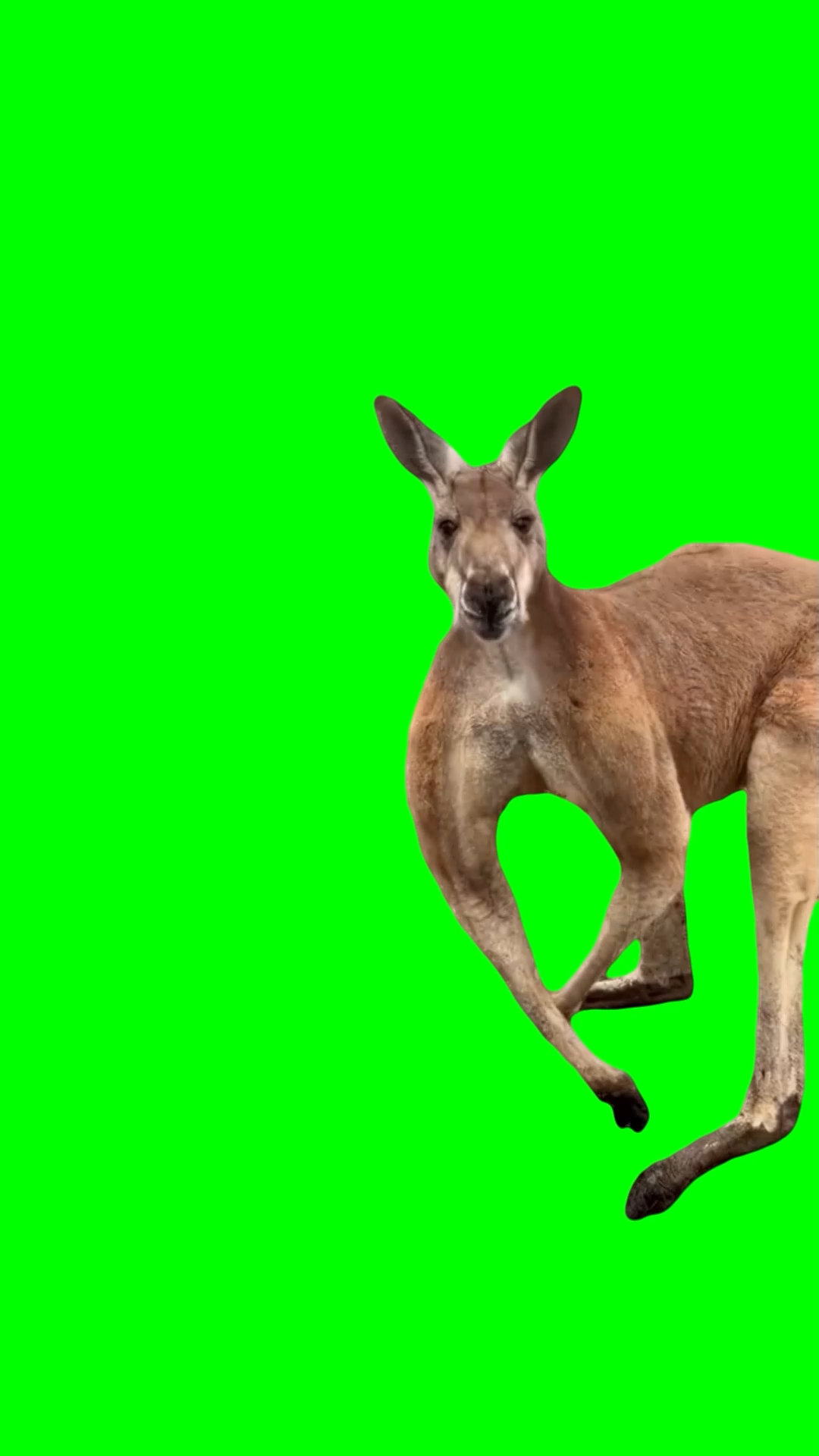 Kangaroo flexing muscles  (Green Screen)