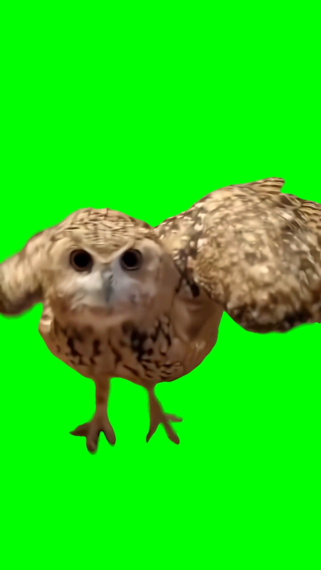 Owl Wipe Me Down Dance meme (Green Screen)