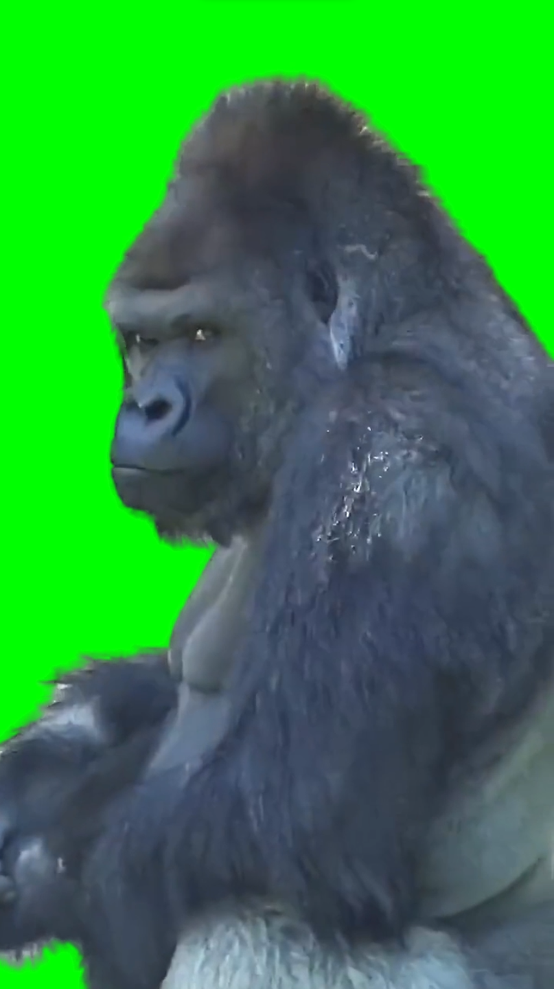 Monkey calling using phone meme (Green Screen) – CreatorSet