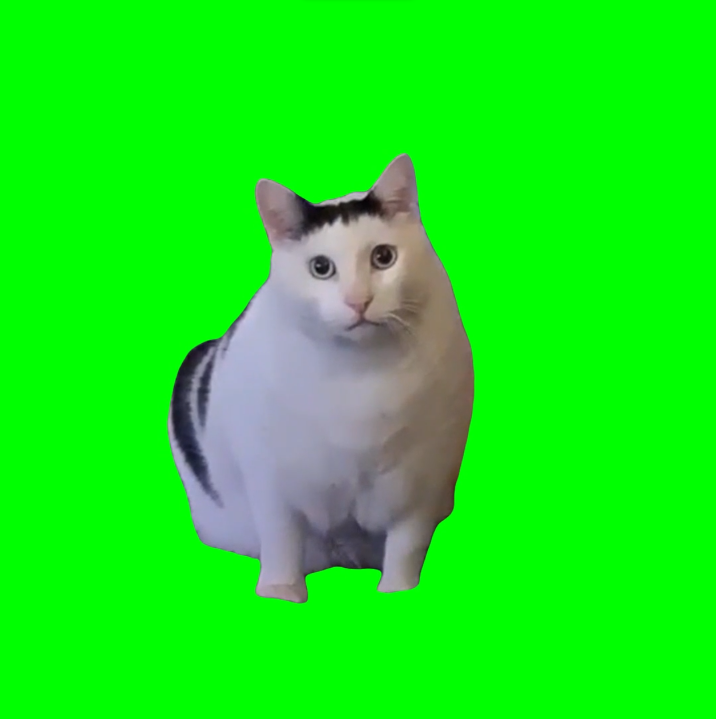 Huh? Cat meme (Green Screen)