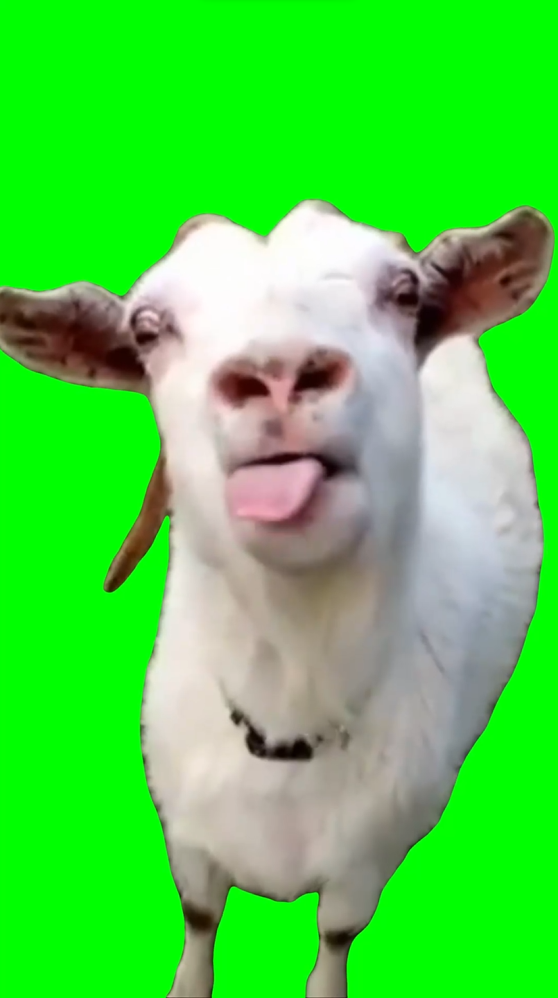 Goat sticking tongue out meme (Green Screen)