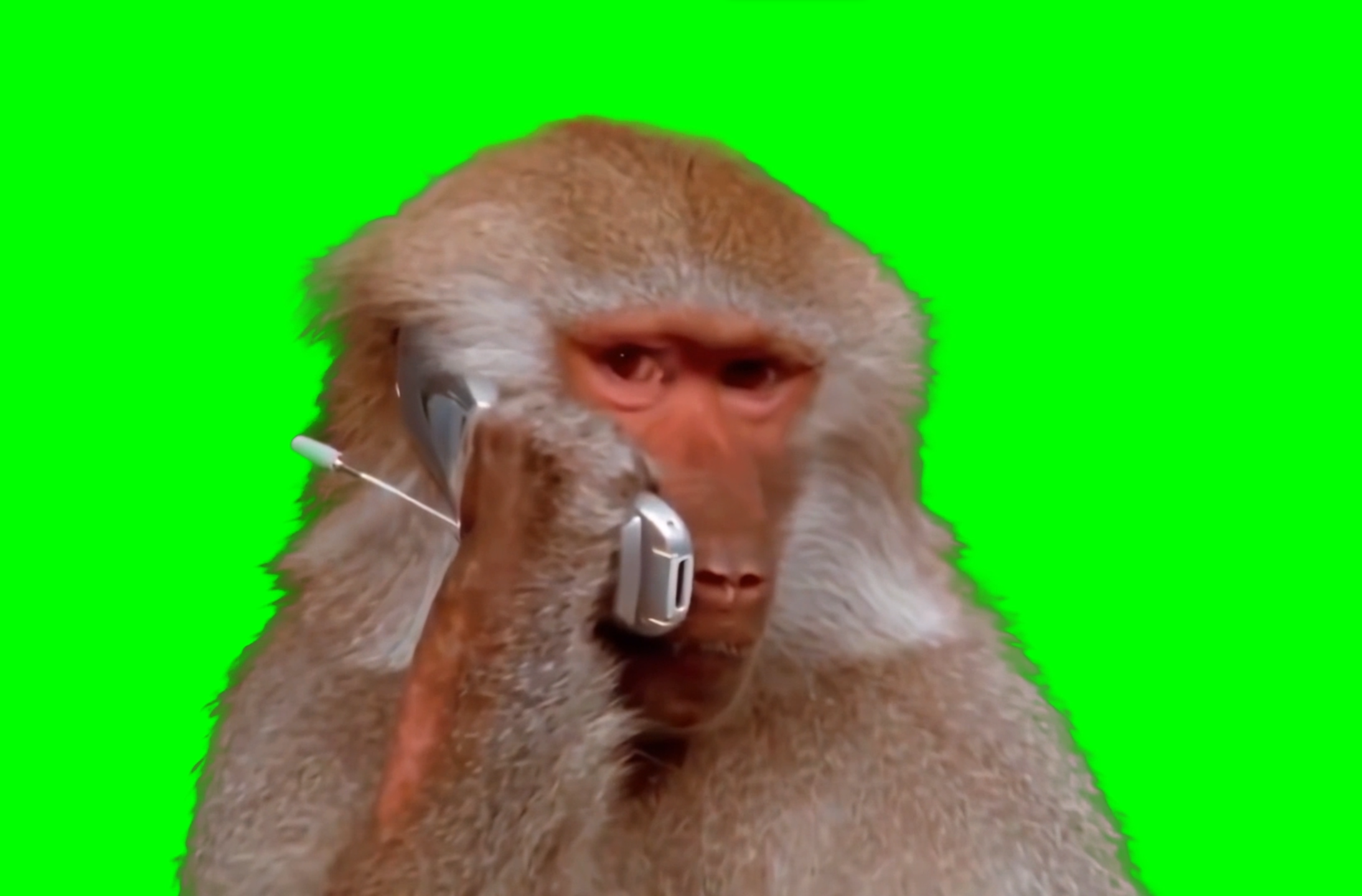 Monkey calling using phone meme (Green Screen)