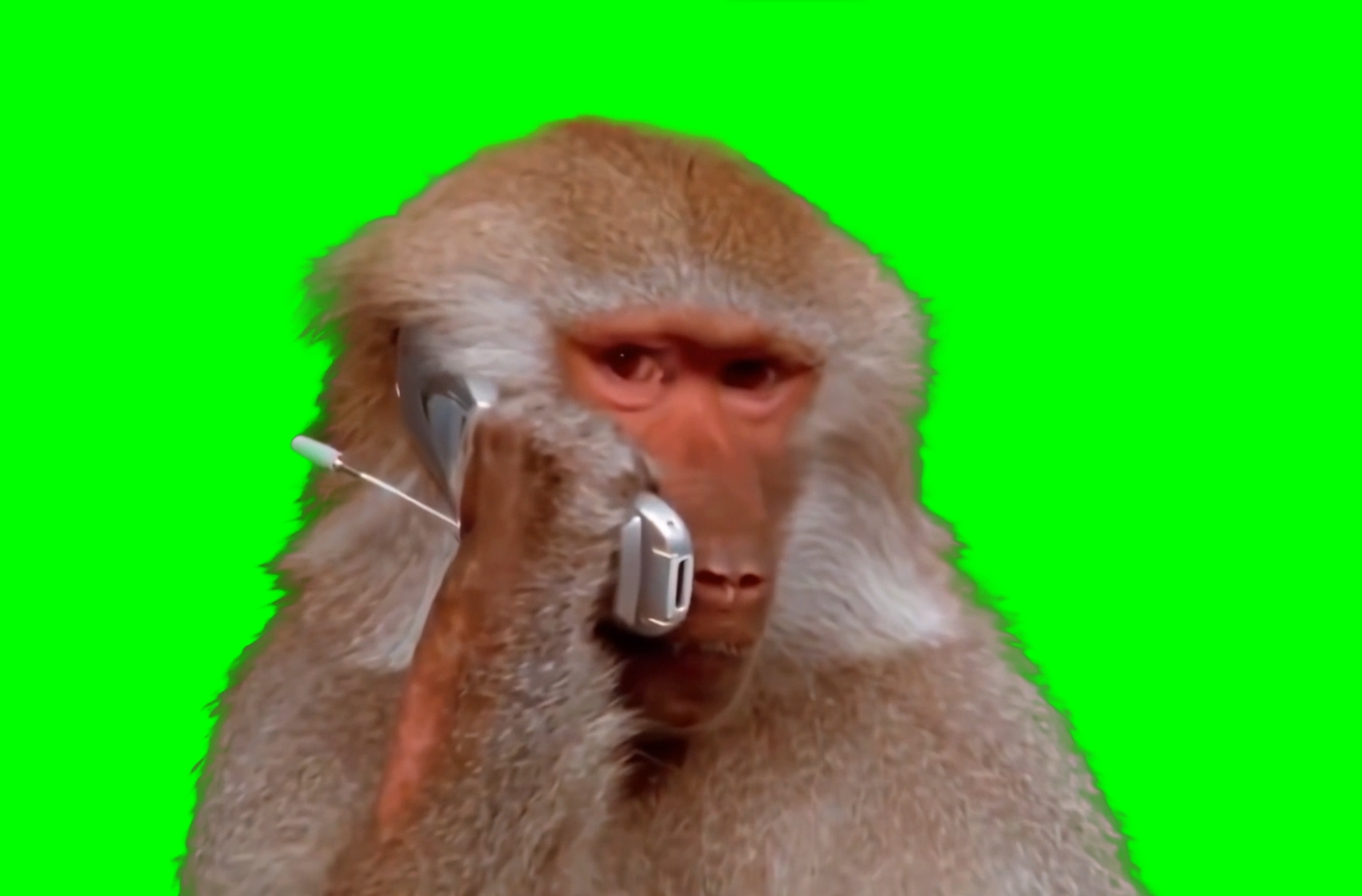 Monkey calling using phone meme (Green Screen) – CreatorSet