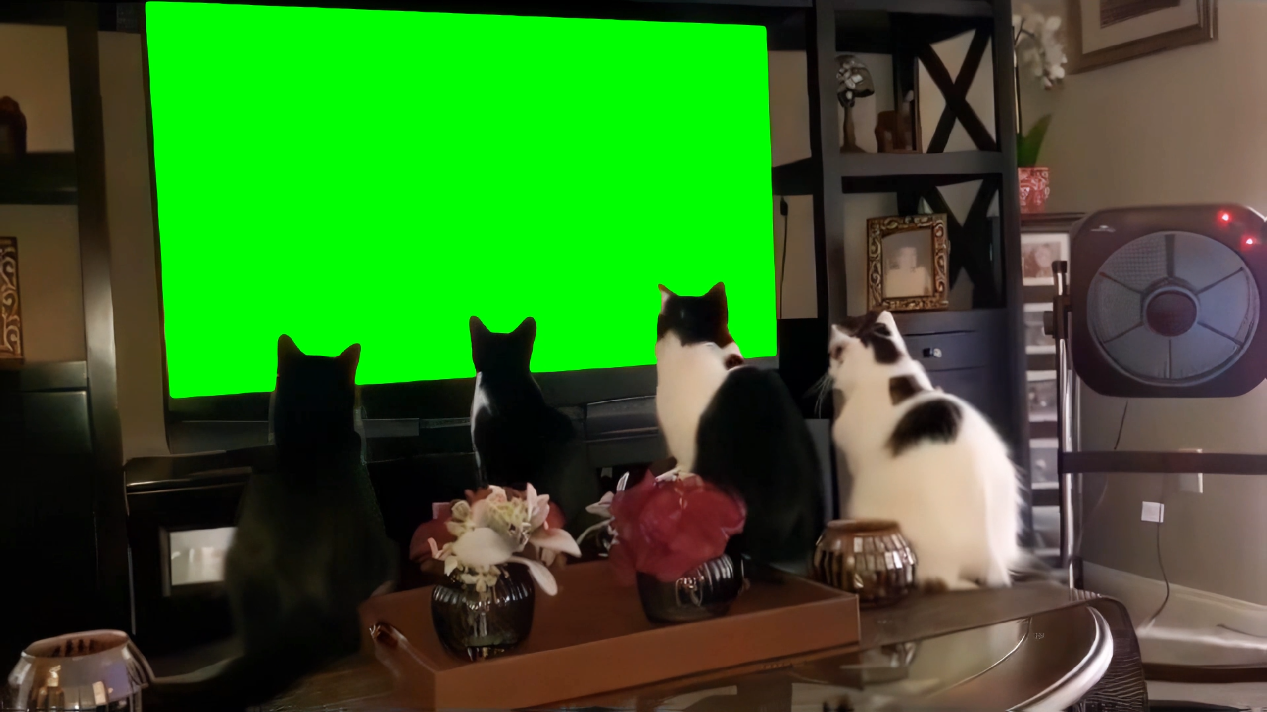 4 cats looking at TV screen (Green Screen)