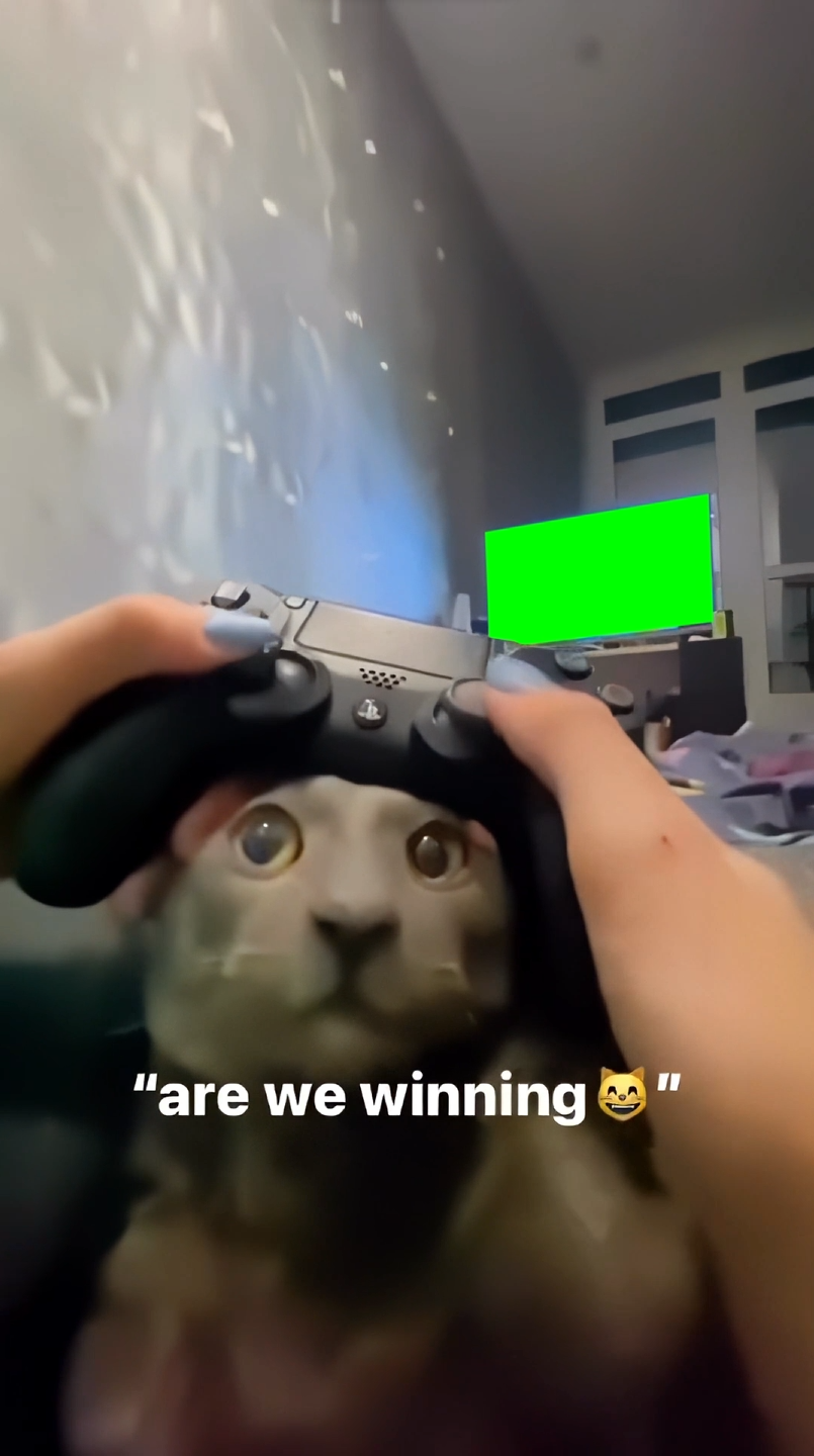 Girl petting cat's nose while playing Fall Guys on PlayStation (Green Screen)
