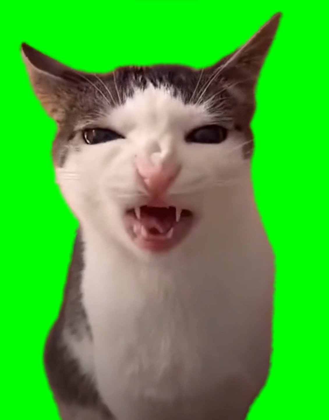 Cat Crunching meme - Crunchy Cat Luna (Green Screen)