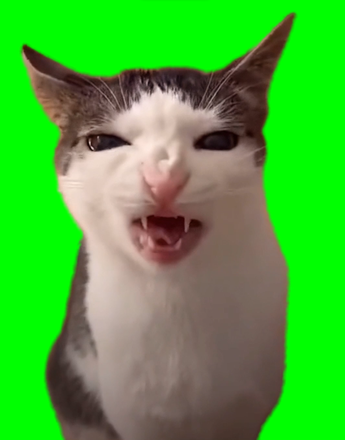 Cat Crunching meme - Crunchy Cat Luna (Green Screen) – CreatorSet