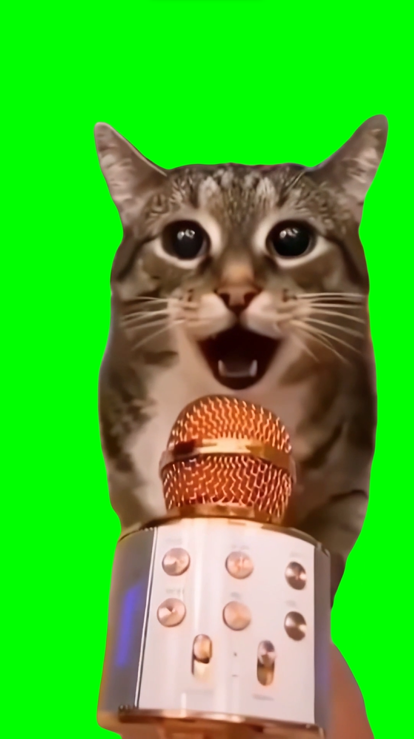 Cat meows into microphone (Green Screen)