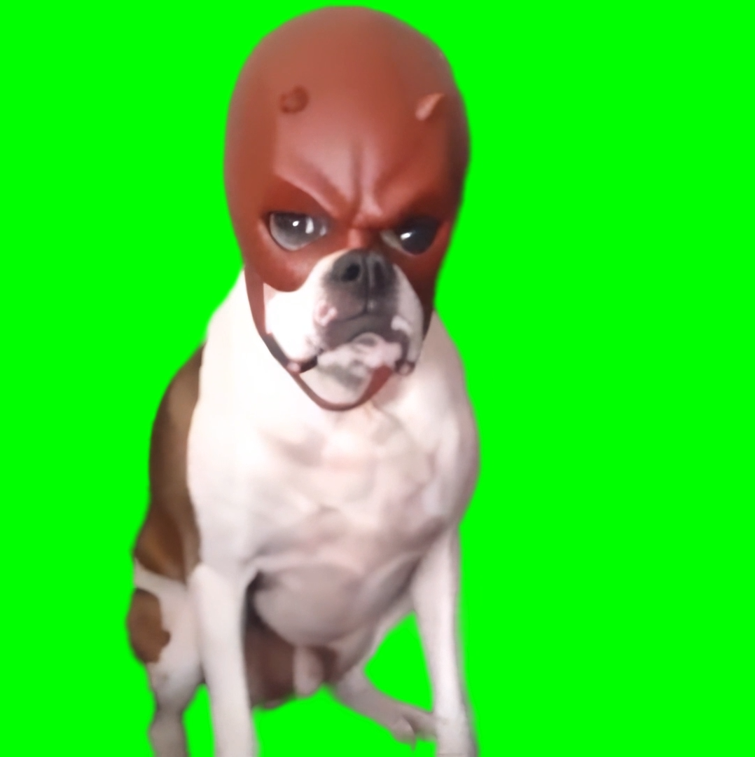 Daredevil Dog (Green Screen) – CreatorSet