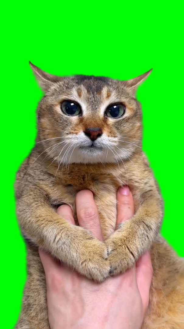 Cute Cat Tole Tole meme (Green Screen)