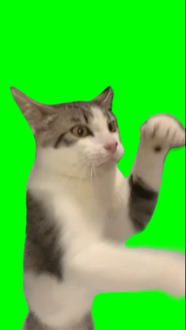 Cat boxing meme - Meowmad Ali (Green Screen)