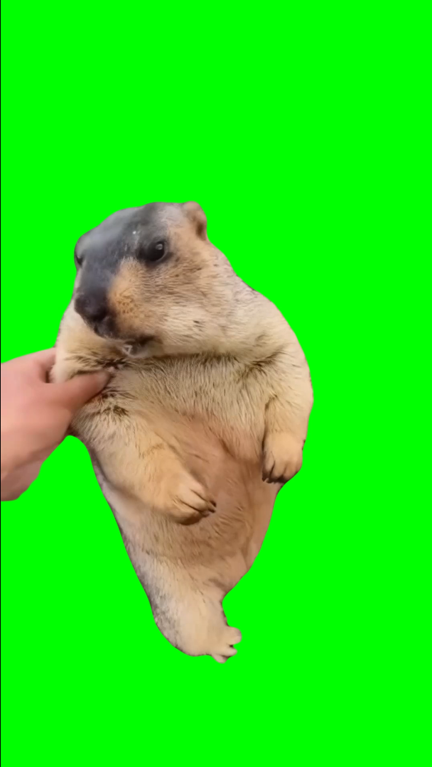 Marmot doesn't like getting touched meme (Green Screen)