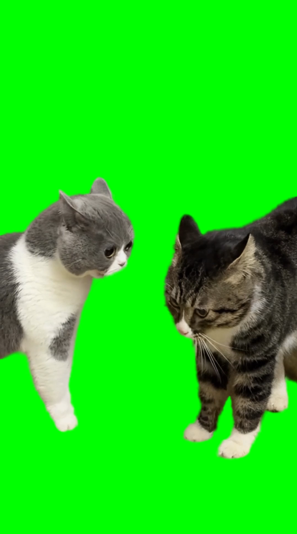 2 Cats Angry at Each Other meme (Green Screen)