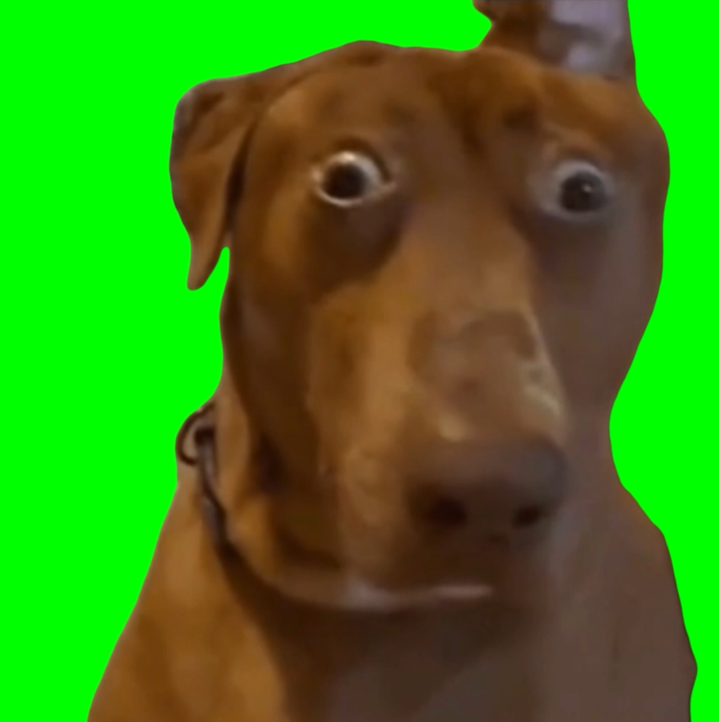 Brown Dog with Shocked Face meme - Belle the Dog (Green Screen)
