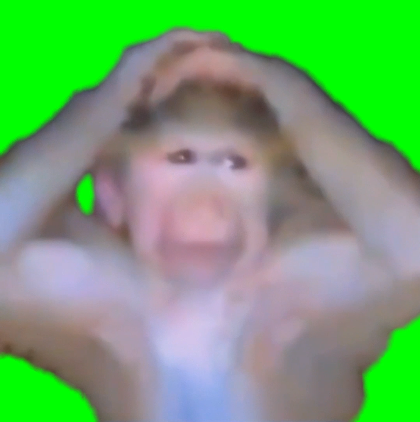 Sad Monkey hands on Top of Head meme (Green Screen)