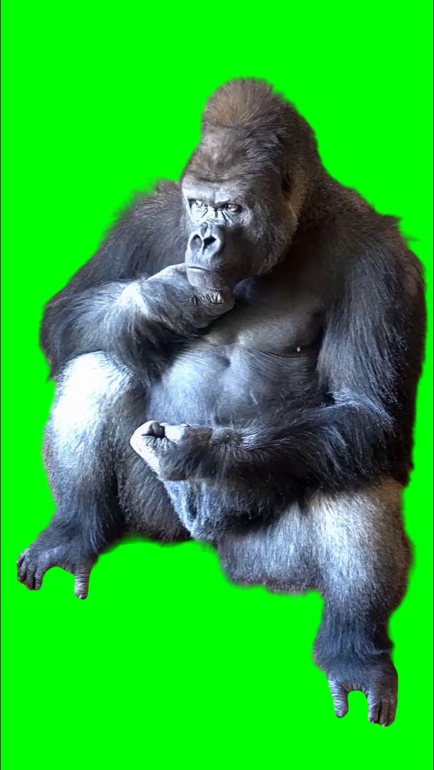 Gorilla Overthinking meme (Green Screen)
