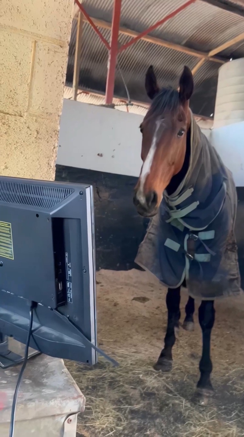 Horse Looking at Computer Screen meme (Green Screen)