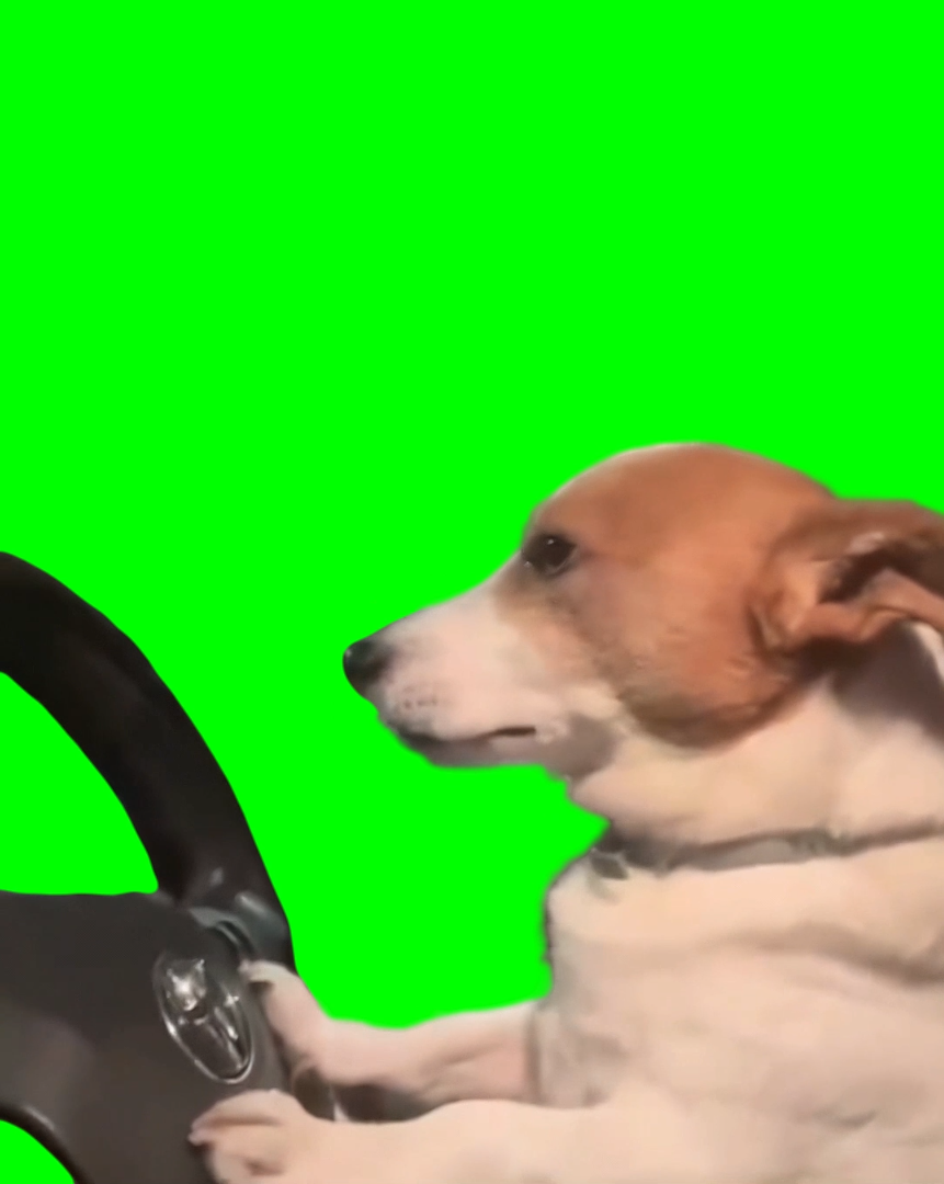 Dog Driving Car meme (Green Screen)