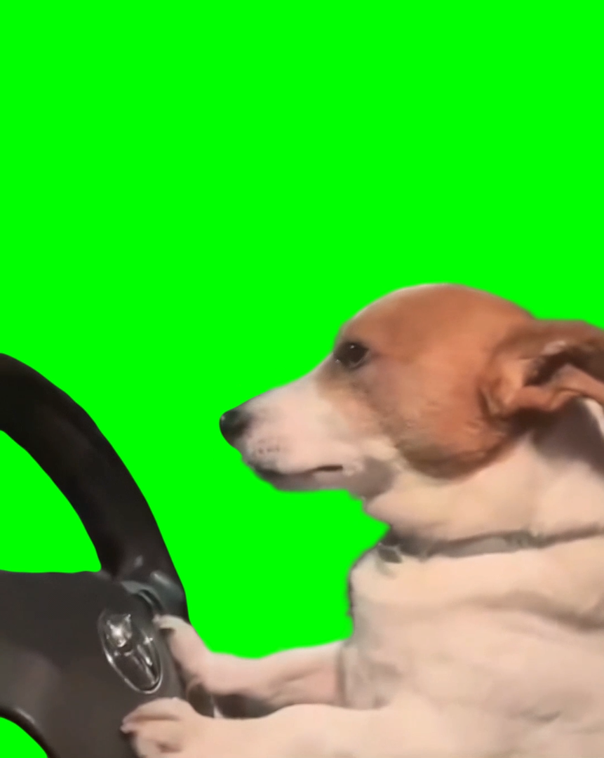 Dog Driving Car meme (Green Screen) – CreatorSet