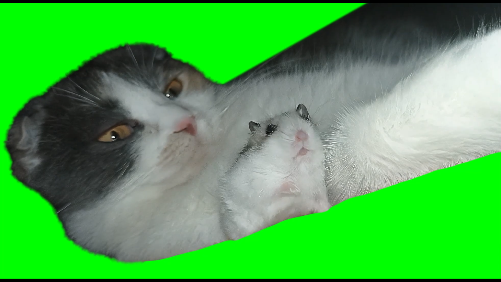 Hamster scared of Cat meme (Green Screen)