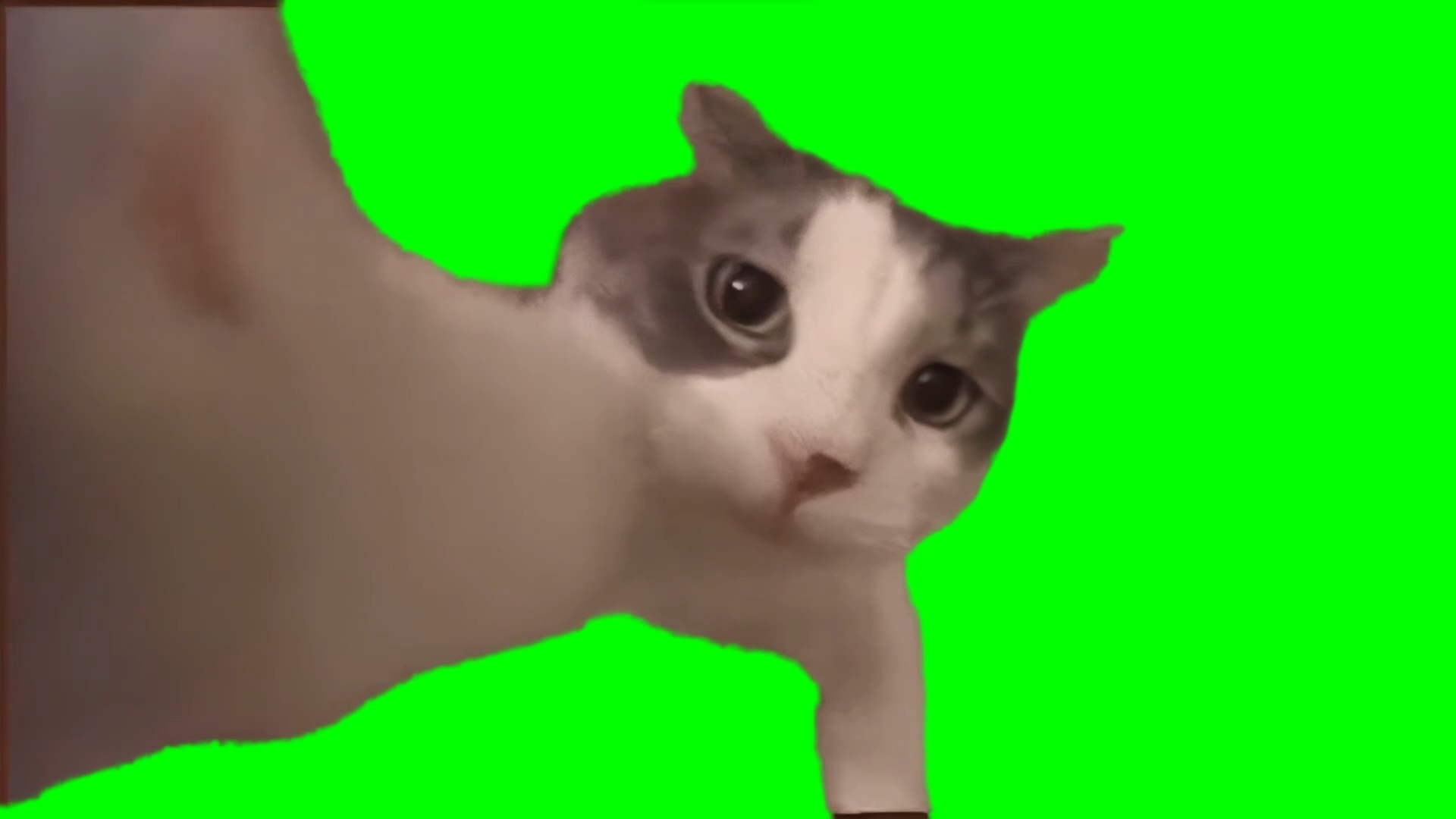 Cat Kissing Camera meme (Green Screen)