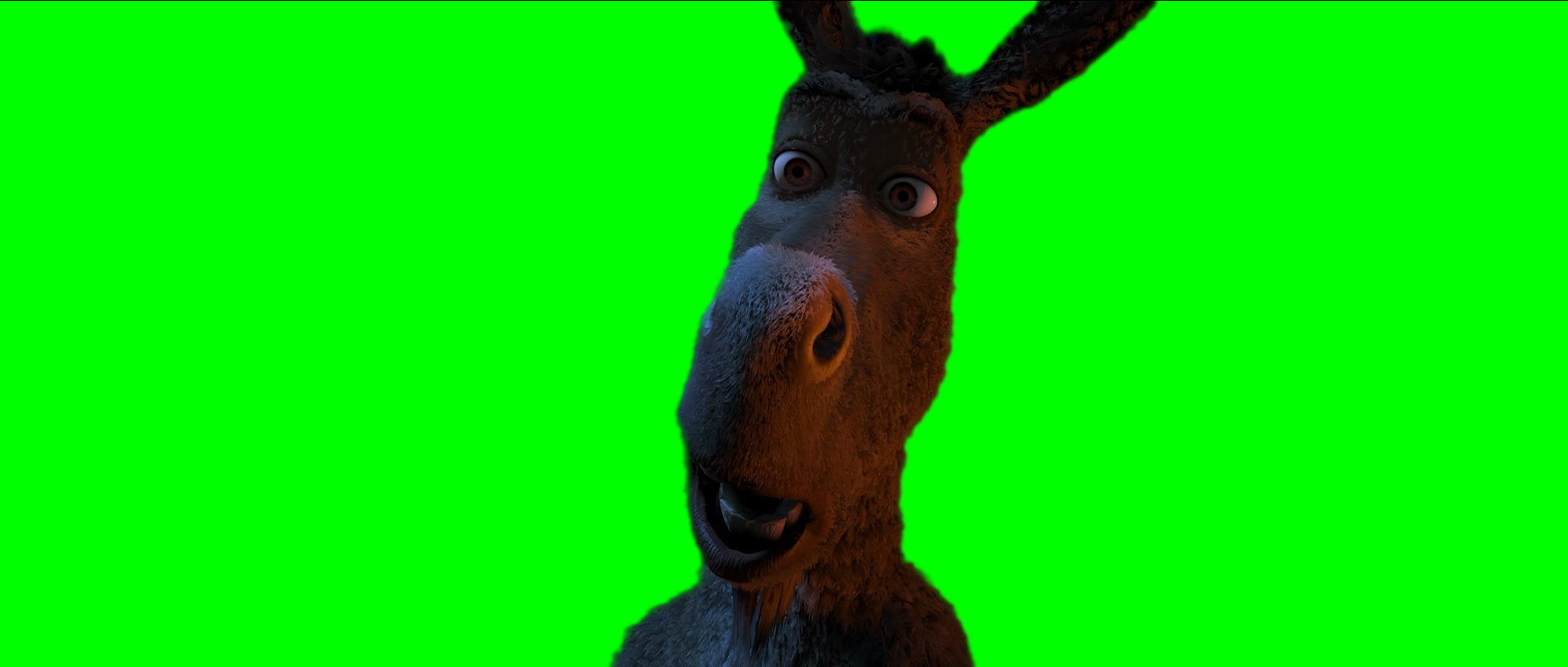 Donkey saying 