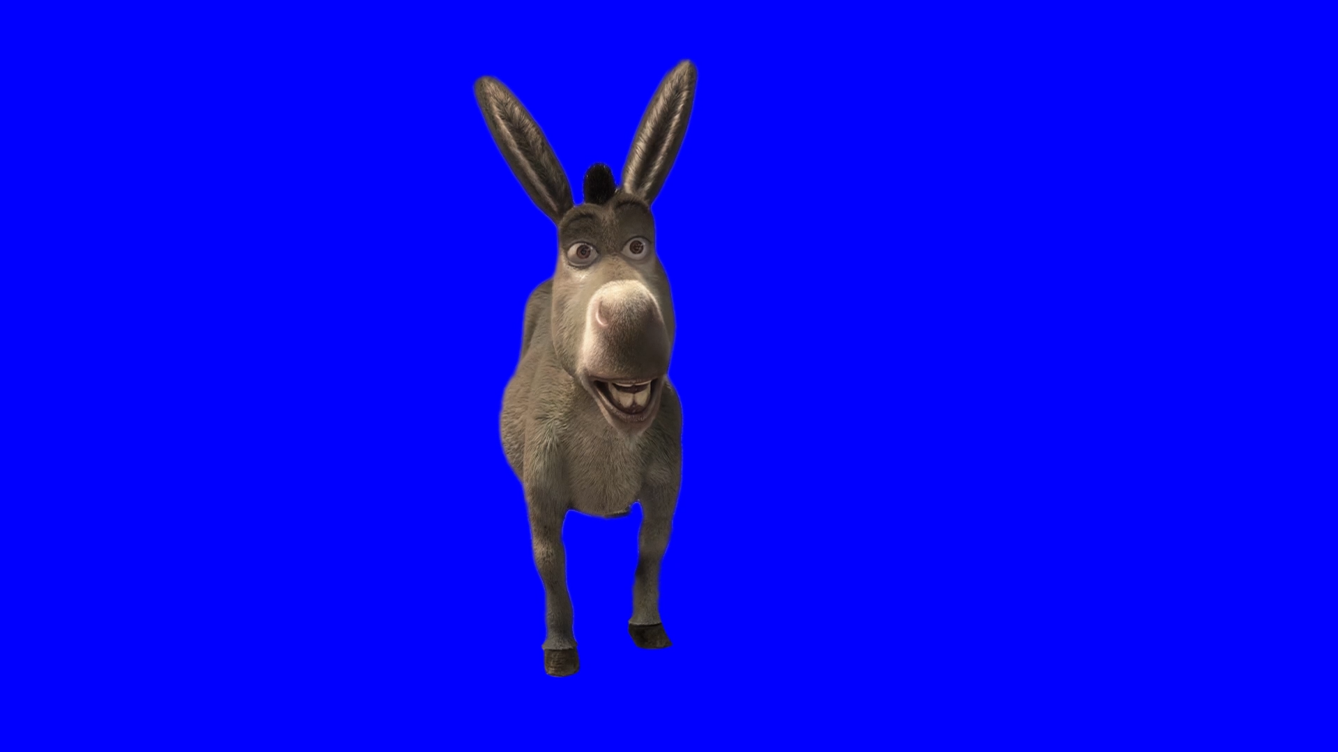 Donkey saying 