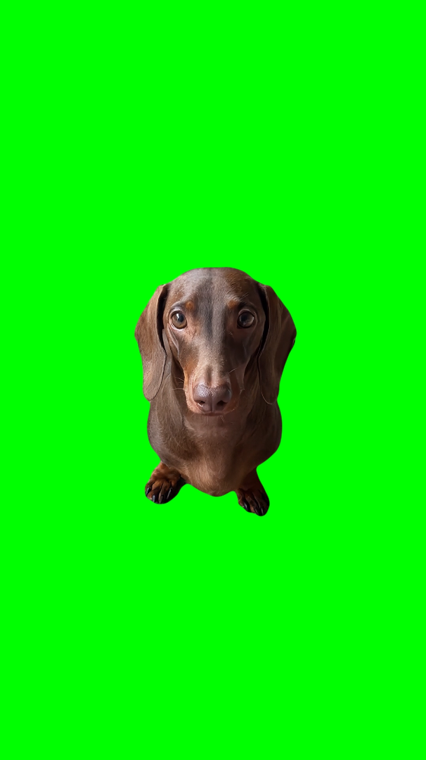 Dog Looking Betrayed meme (Green Screen)