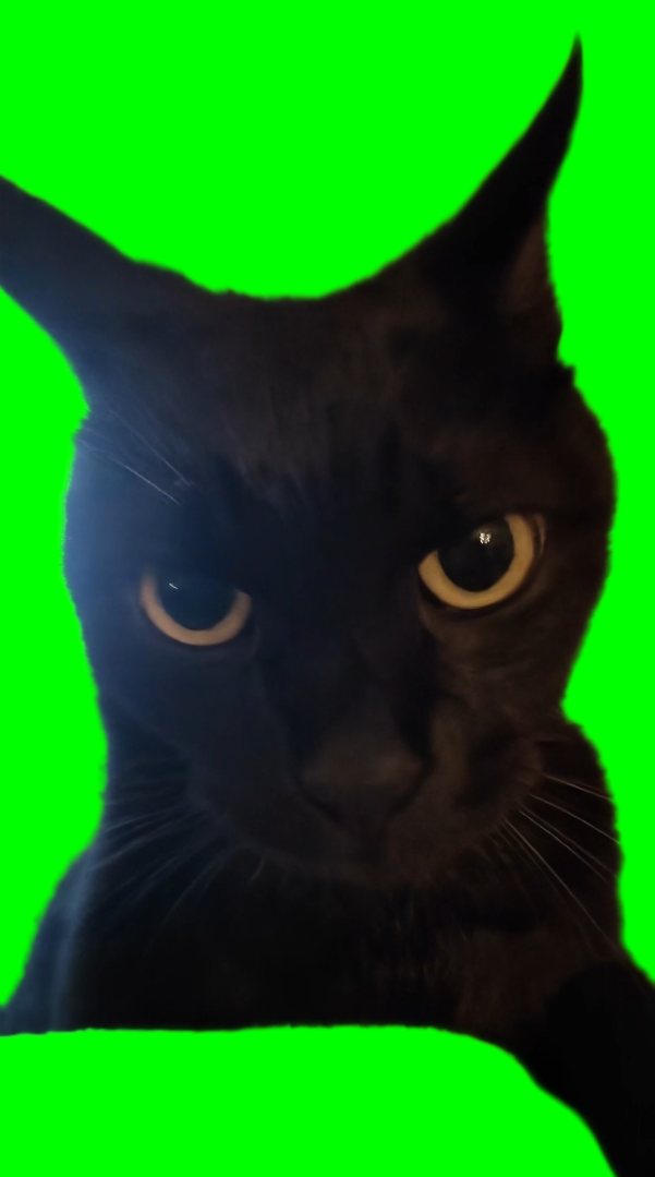 Black Cat staring meme - Wee Wee Cat (Green Screen)