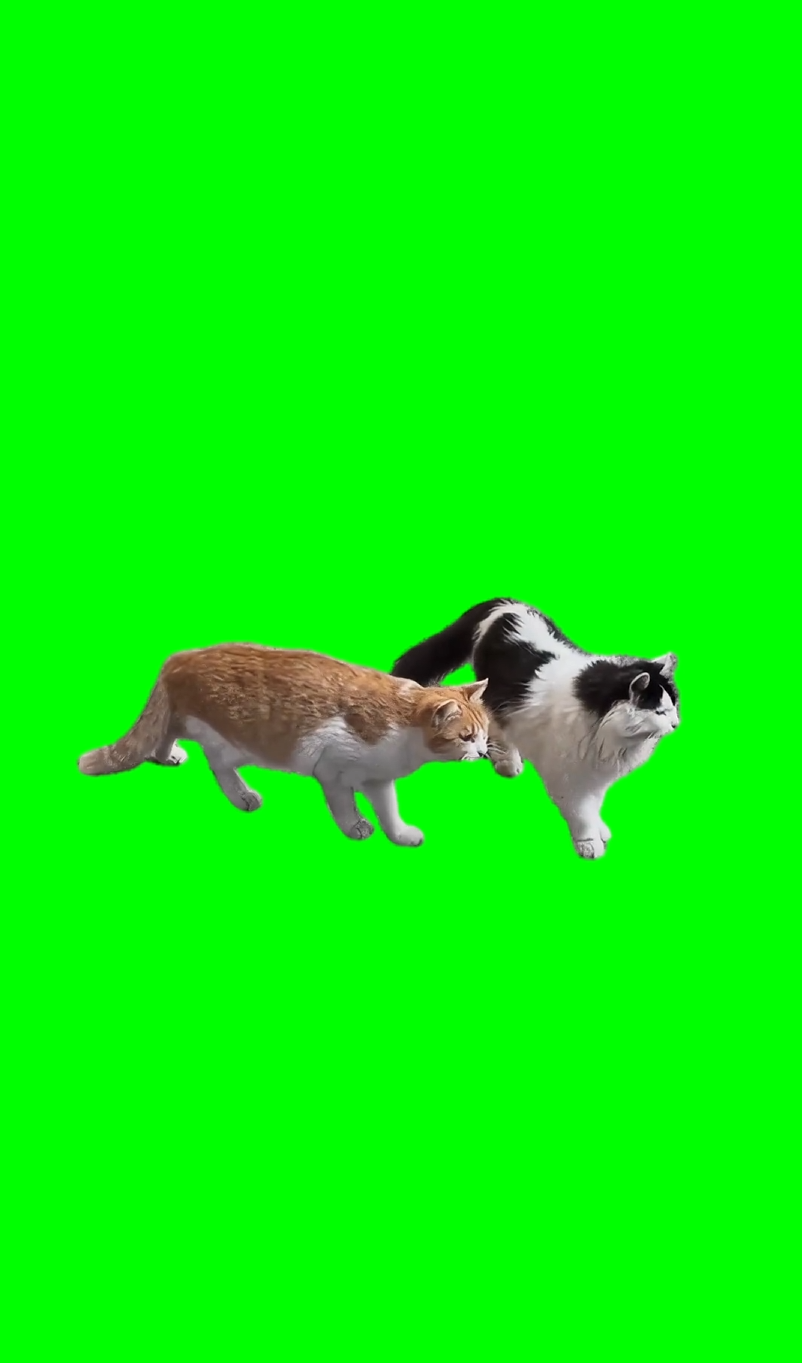 Two Cats being Frozen meme (Green Screen)