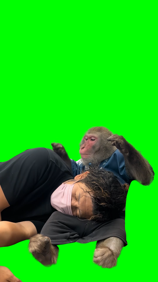 Monkey Comforting a Man meme (Green Screen)