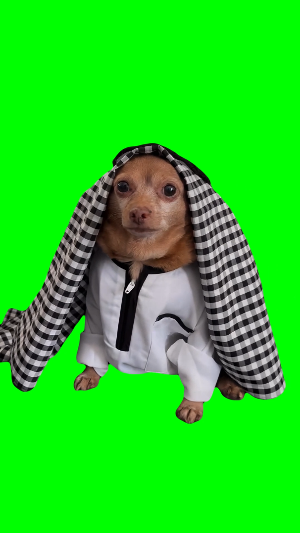 Arab Dog meme - cheddariniii (Green Screen)