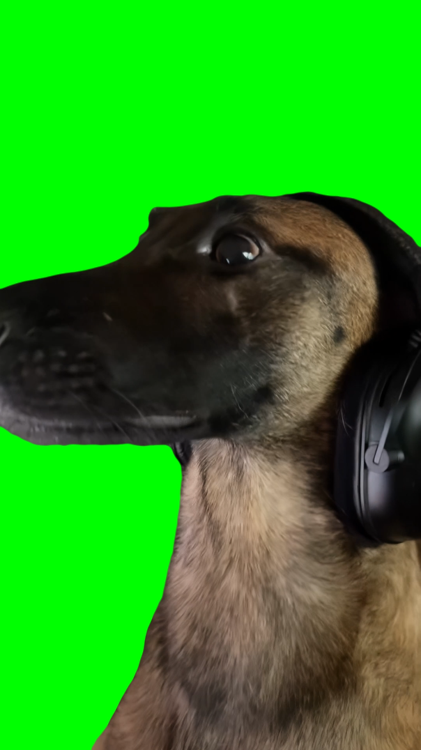 Dog Wearing Headphones and Playing CS2 meme (Green Screen)