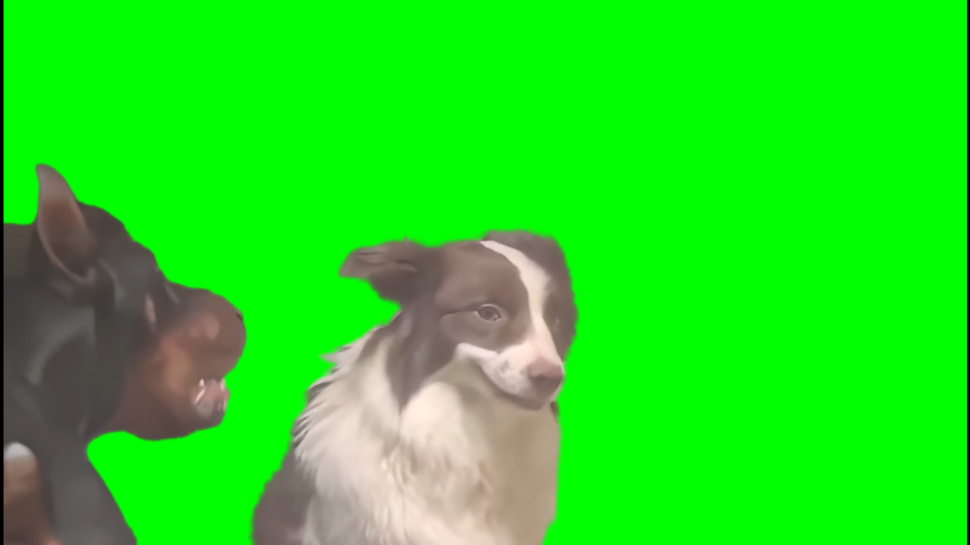 Rage Baiting Dog meme (Green Screen)